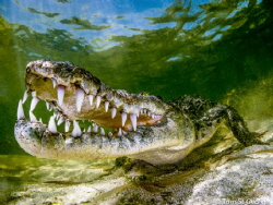 American Crocodile - An American crocodile shot at Banco ... by Tom St George 